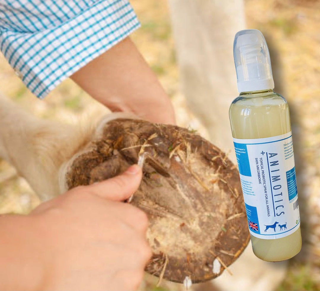 Animotics Probiotic Spray