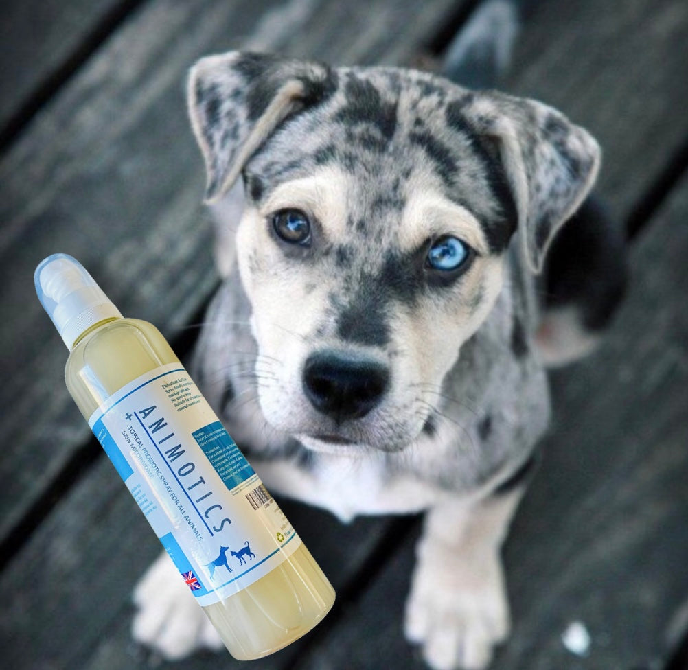 Probiotic spray for dogs best sale